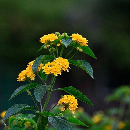 New Gold Lantana in 2.5” Nursery Cubes (Lantana camara 'New Gold')