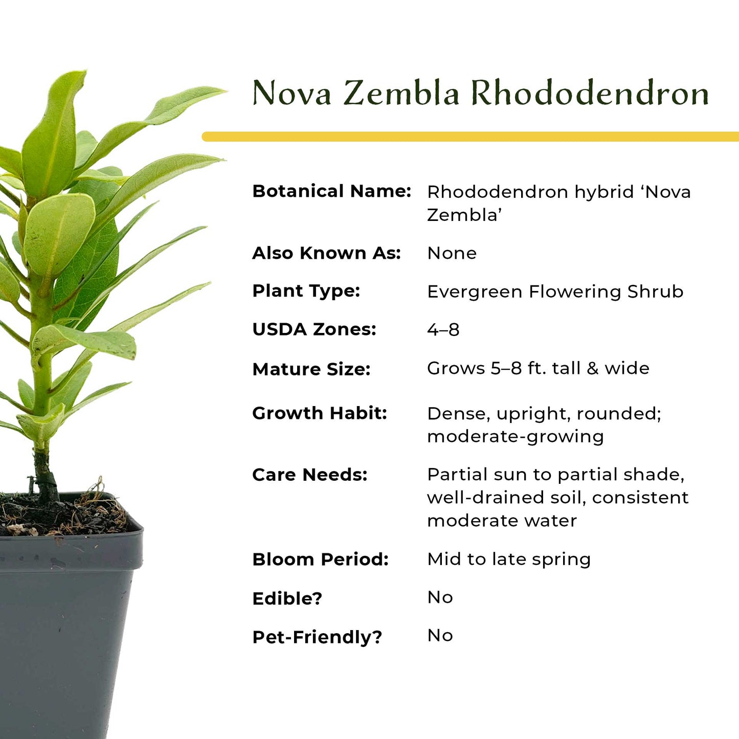 Nova Zembla Rhododendron in 3.5″ Cubes (Rhododendron hybrid ‘Nova Zembla’)