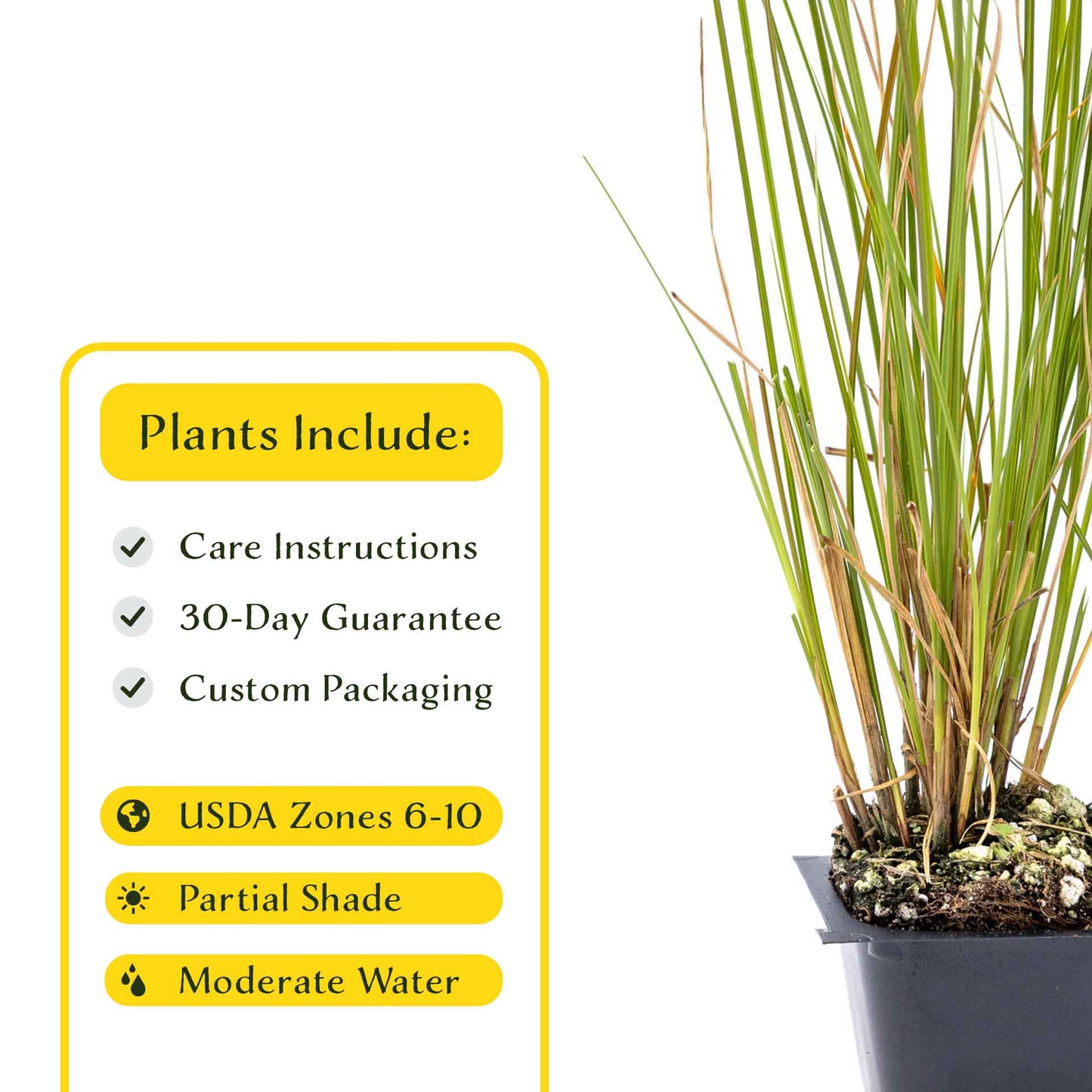 3 Orange New Zealand Sedge, Live Plants in 2.5" Cubes (Carex testacea) Evergreen Ornamental Grass with Bright Copper-Orange Arching Foliage