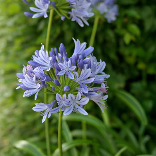 Pacific Grove Agapanthus in 3.5” Nursery Cubes (Agapanthus ‘Pacific Grove’)