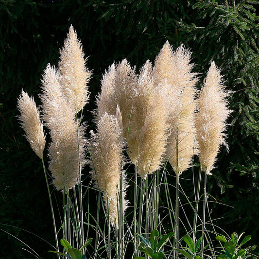White Pampas Grass | Live Plant in 2.5 Inch Nursery Cube | Cortaderia Selloana