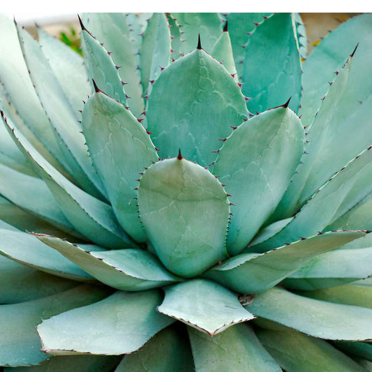 Parry’s Agave in 2.5” Nursery Cubes (Agave parryi) | Compact Rosette-Forming Succulent for Xeriscapes, Rock Gardens & Low-Water Landscaping