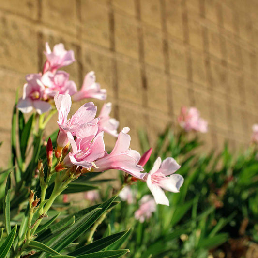 Petite Pink Dwarf Oleander (Nerium oleander ‘Petite Pink’) in 2.5" Nursery Cubes