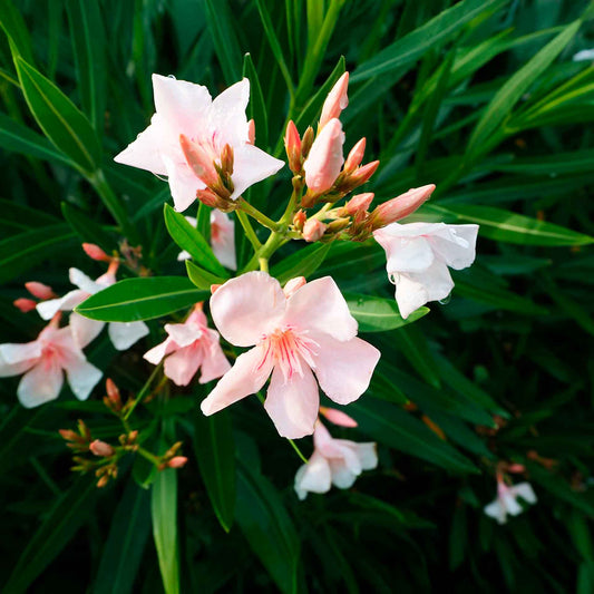 Petite Salmon Oleander (Nerium oleander ‘Petite Salmon’) in 2.5" Nursery Cubes