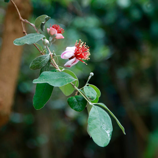 Pineapple Guava (Feijoa) Tree | Live Sapling in 2.5-inch Nursery Cube | Feijoa Sellowiana