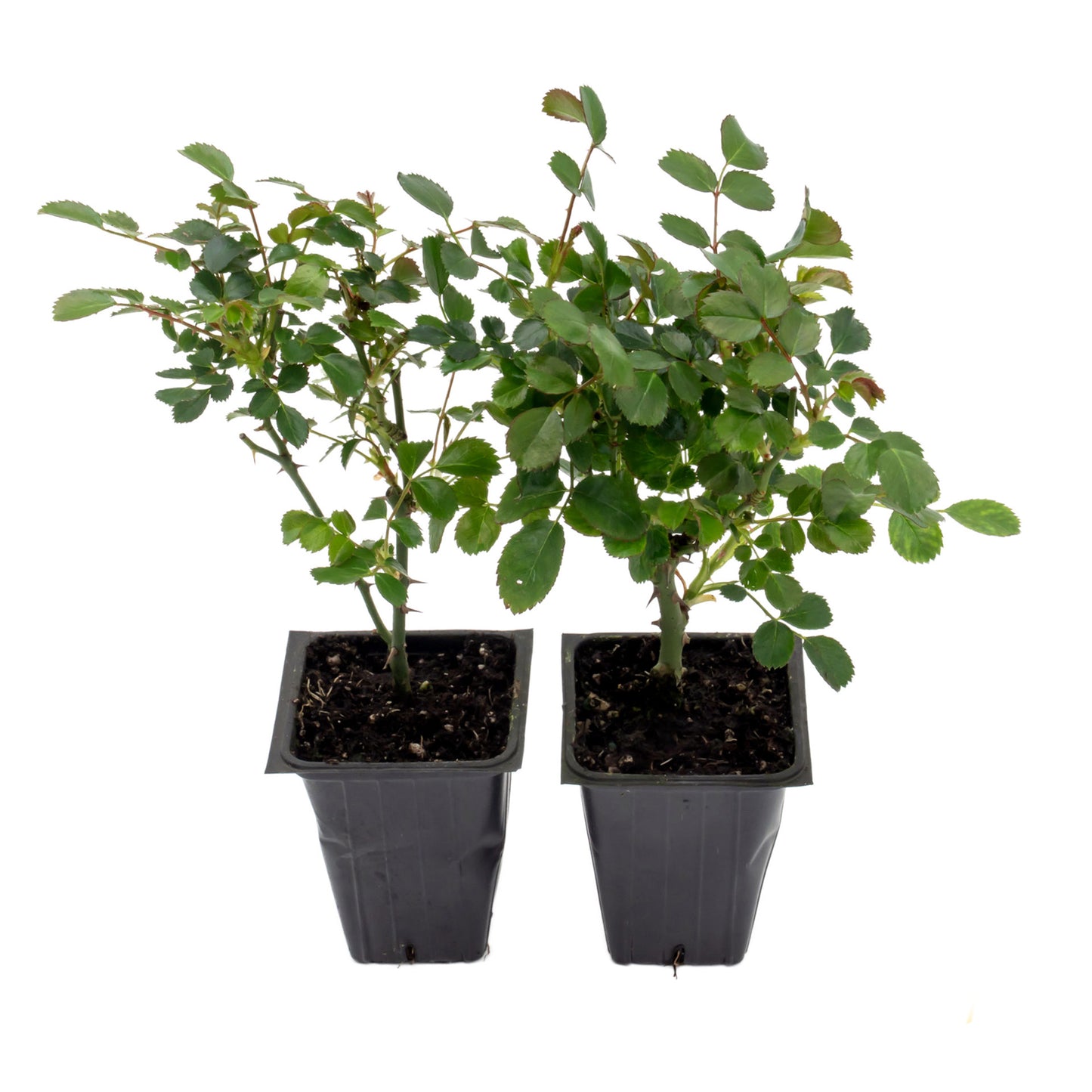 Pink Carpet Rose | Live Plant in 2.5 Inch Nursery Cube | Rosa ‘Flower Cover Pink’