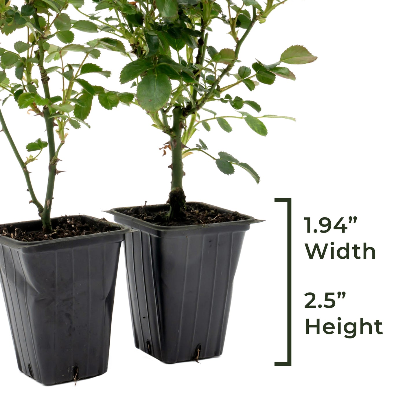 Pink Carpet Rose | Live Plant in 2.5 Inch Nursery Cube | Rosa ‘Flower Cover Pink’