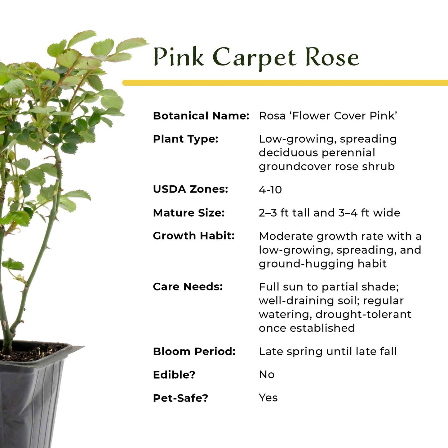 Pink Carpet Rose in 3.5” Nursery Cubes (Rosa ‘Flower Cover Pink’)