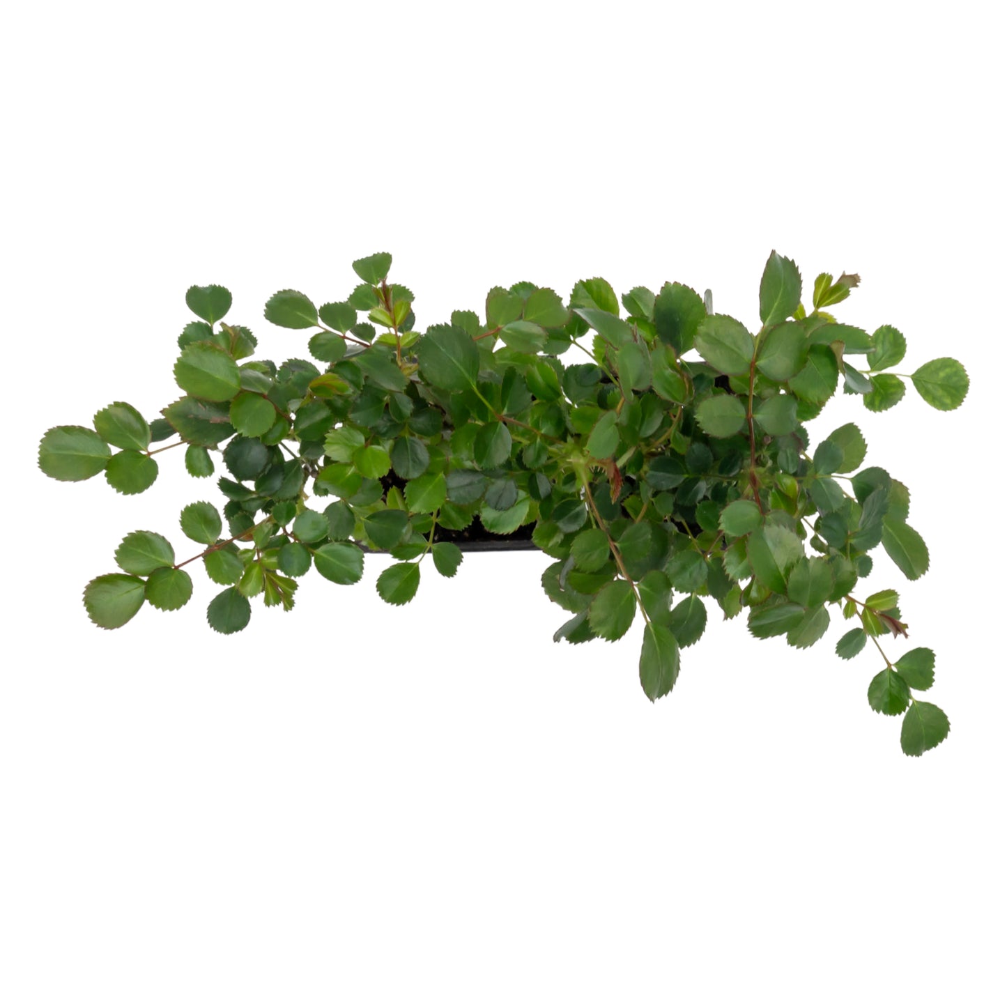 Pink Carpet Rose | Live Plant in 2.5 Inch Nursery Cube | Rosa ‘Flower Cover Pink’