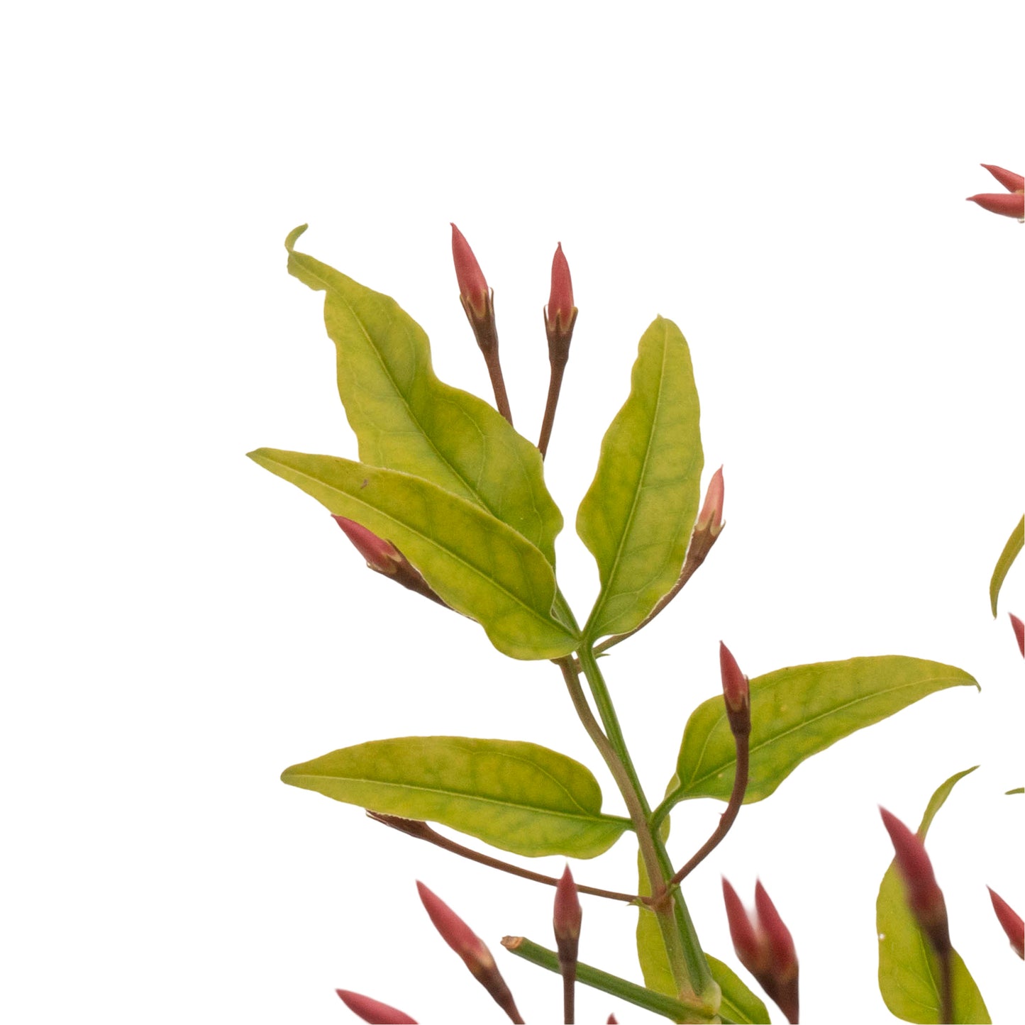 Pink Jasmine | Live Plant in 2.5 Inch Nursery Cube | Jasminum Polyanthum