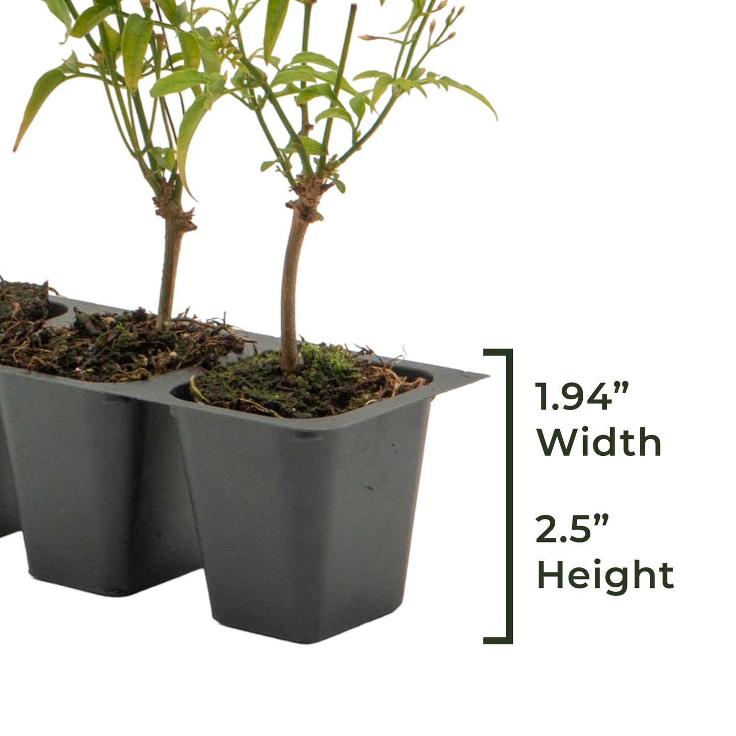 Pink Jasmine | Live Plant in 2.5 Inch Nursery Cube | Jasminum Polyanthum