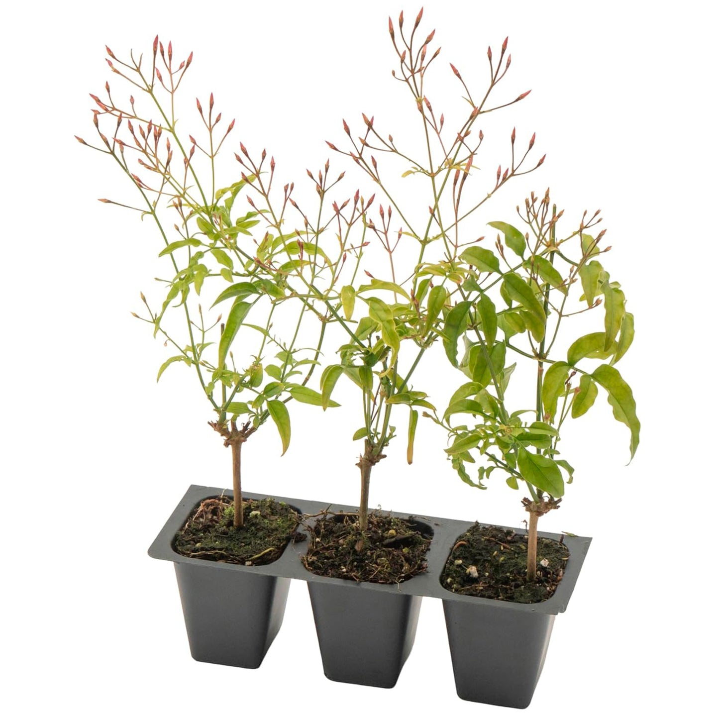 Pink Jasmine | Live Plant in 2.5 Inch Nursery Cube | Jasminum Polyanthum