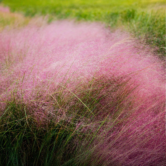 Pink Muhly Grass (Muhlenbergia capillaris) in 2.5" Nursery Cubes