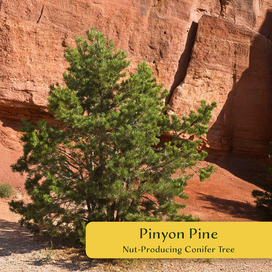 2 Pinyon Pine Saplings (Pinus edulis) | Slow-Growing Compact Evergreen Conifer Tree with Edible Nut-Producing Cones for Yards & Gardens