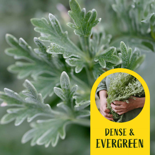 3 Powis Castle Wormwood, Live Plants in 2.5" Cubes (Artemisia 'Powis Castle') Evergreen Perennial Shrub with Finely Textured Silvery Foliage