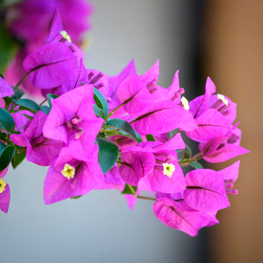 Purple Bougainvillea | Live Plant in 2.5 Inch Nursery Cube | Bougainvillea Brasiliensis