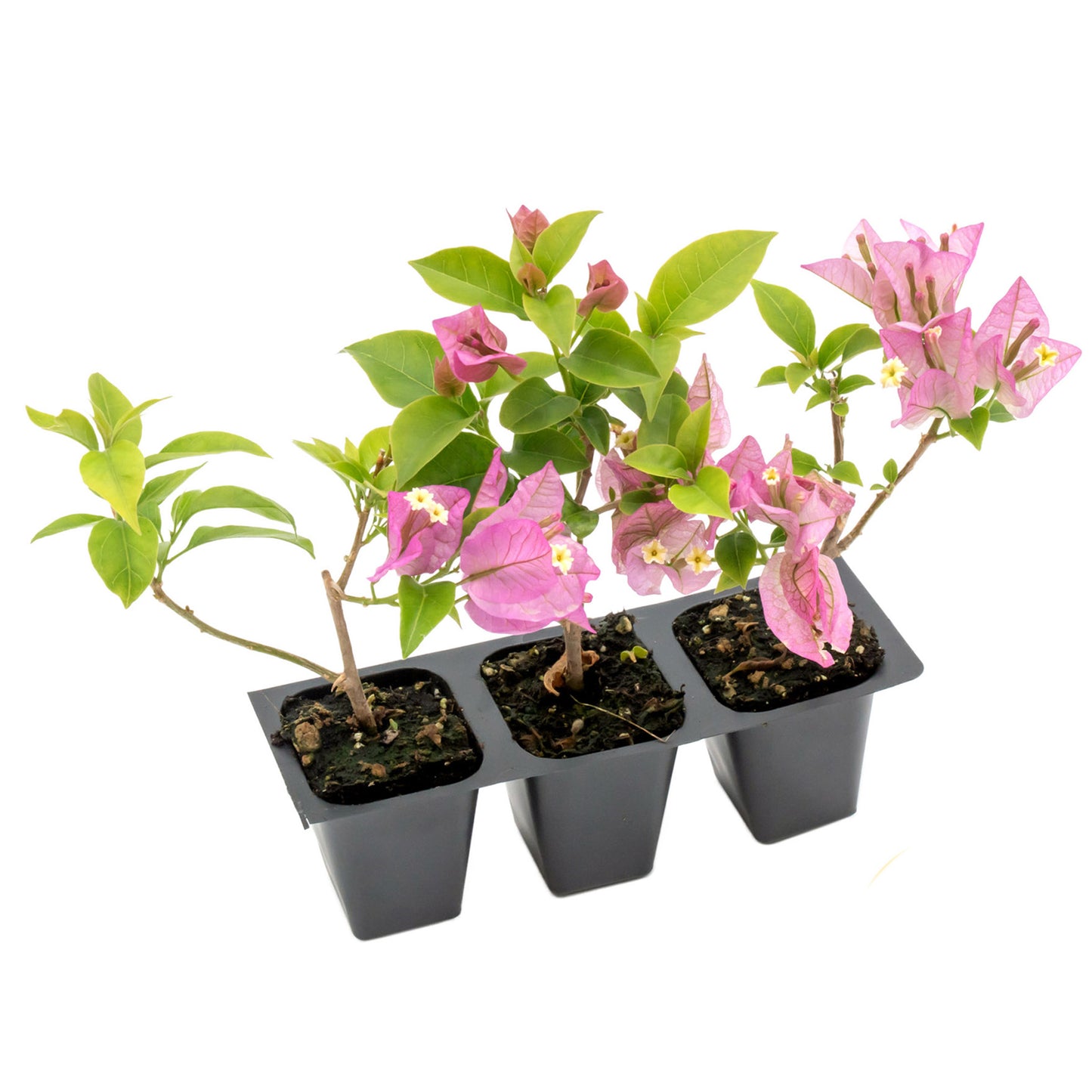 Purple Bougainvillea | Live Plant in 2.5 Inch Nursery Cube | Bougainvillea Brasiliensis