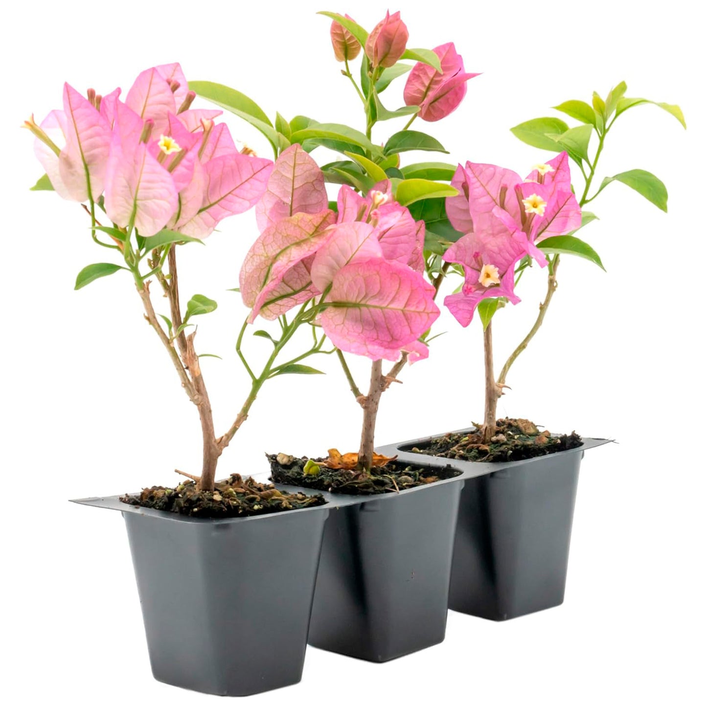 Purple Bougainvillea | Live Plant in 2.5 Inch Nursery Cube | Bougainvillea Brasiliensis