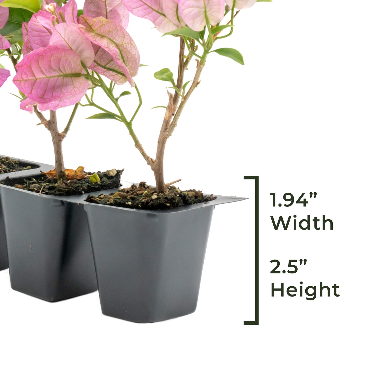 Purple Bougainvillea | Live Plant in 2.5 Inch Nursery Cube | Bougainvillea Brasiliensis