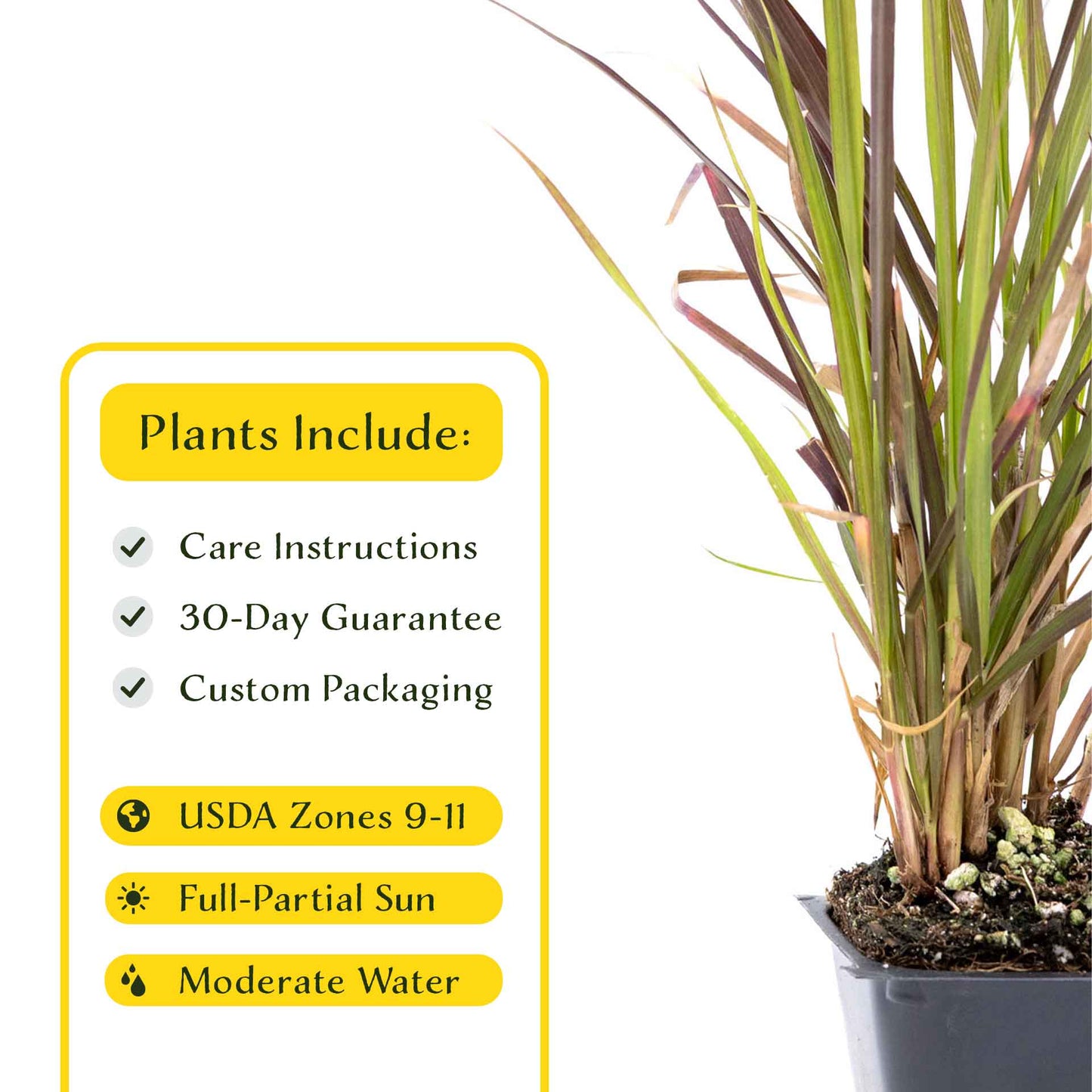 3 Purple Fountain Grass, Live Plants in 2.5" Cubes (Pennisetum S. Rubrum) Ornamental Grass with Burgundy Foliage and Purple Flower Plumes