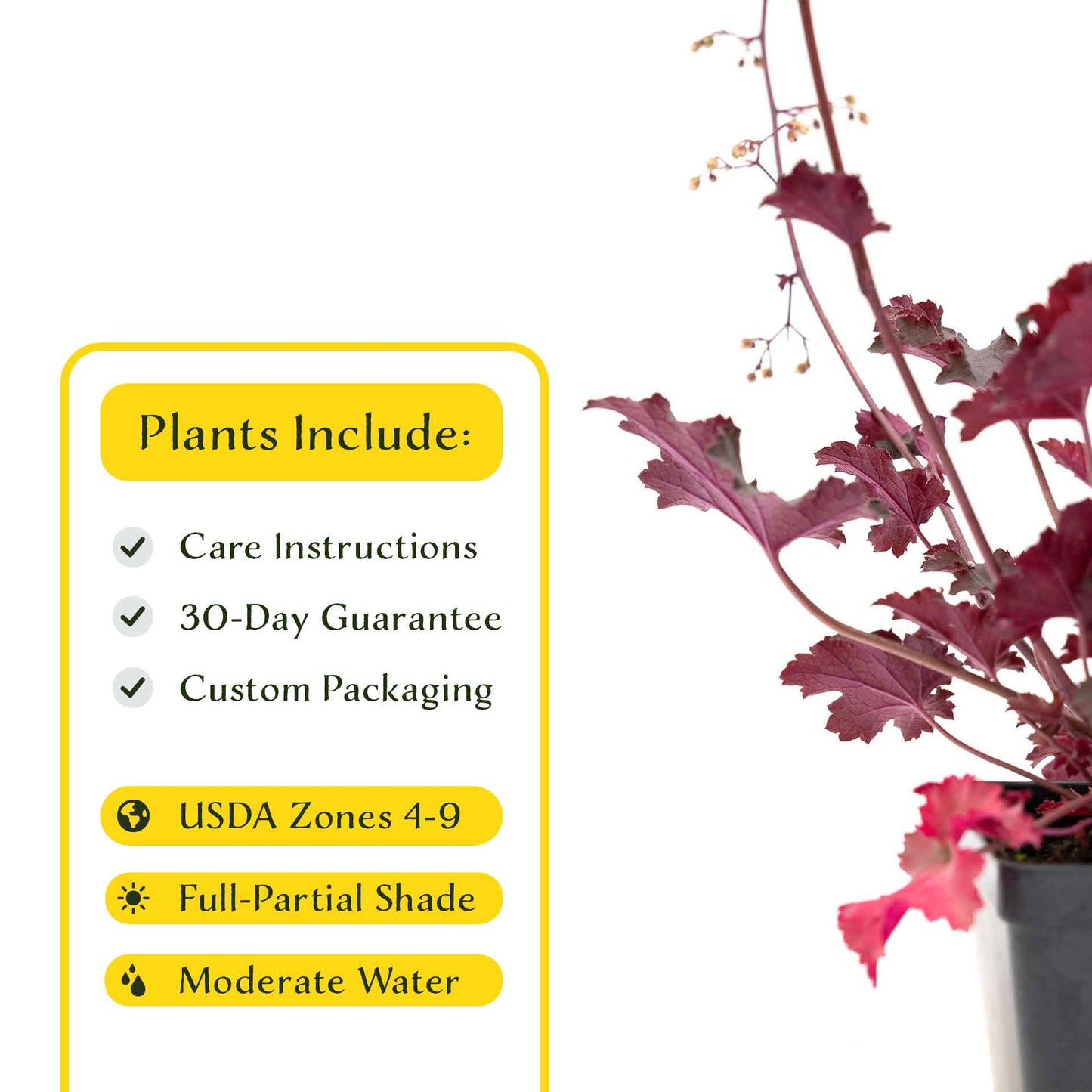 2 Purple Petticoats Coral Bells in 3.5” Cubes | Live Purple Ruffled Perennial Shade Plant for Borders & Pots (Heuchera 'Purple Petticoats')