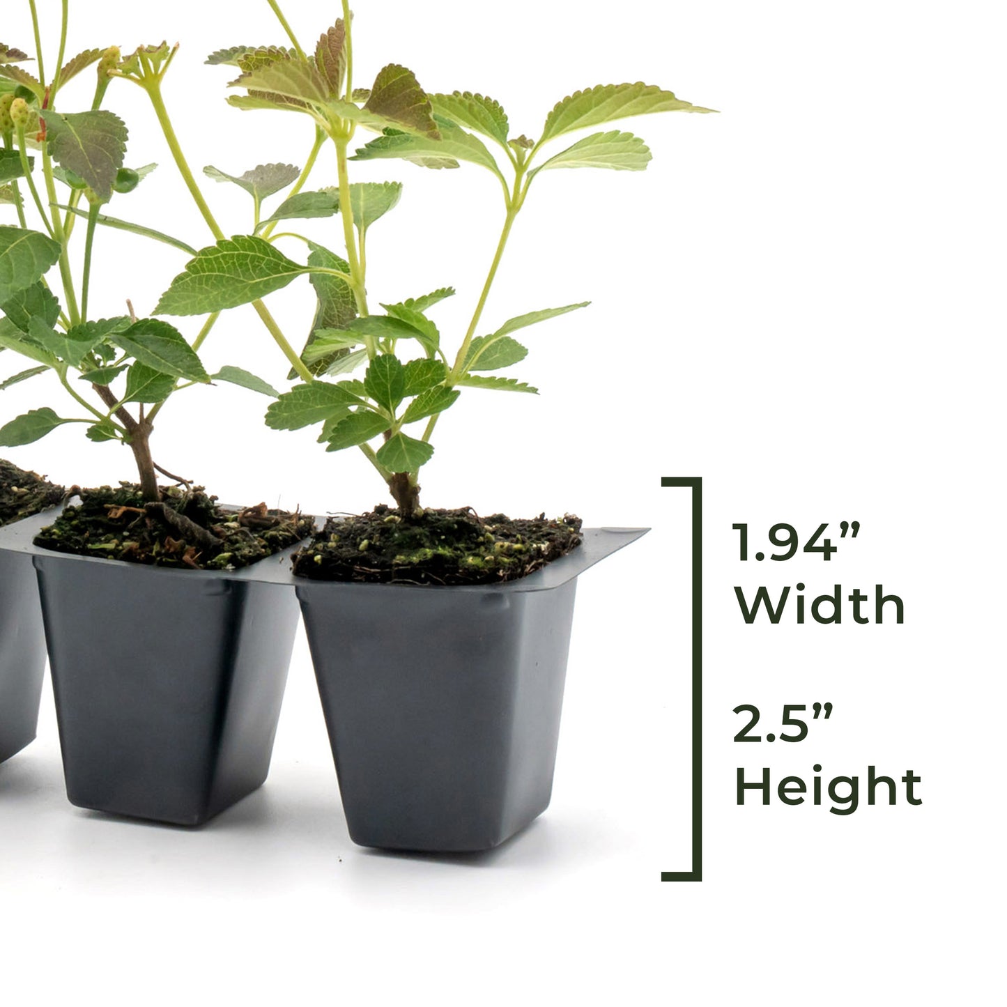 Radiation Lantana | Live Plant in 2.5 Inch Nursery Cube | Lantana Camara 'Radiation'