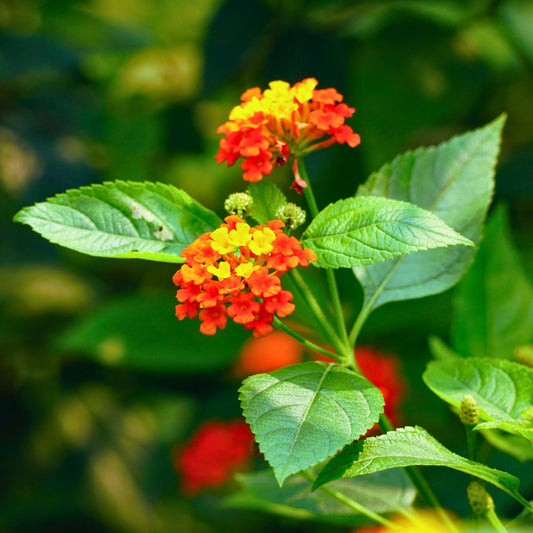 Radiation Lantana | Live Plant in 2.5 Inch Nursery Cube | Lantana Camara 'Radiation'
