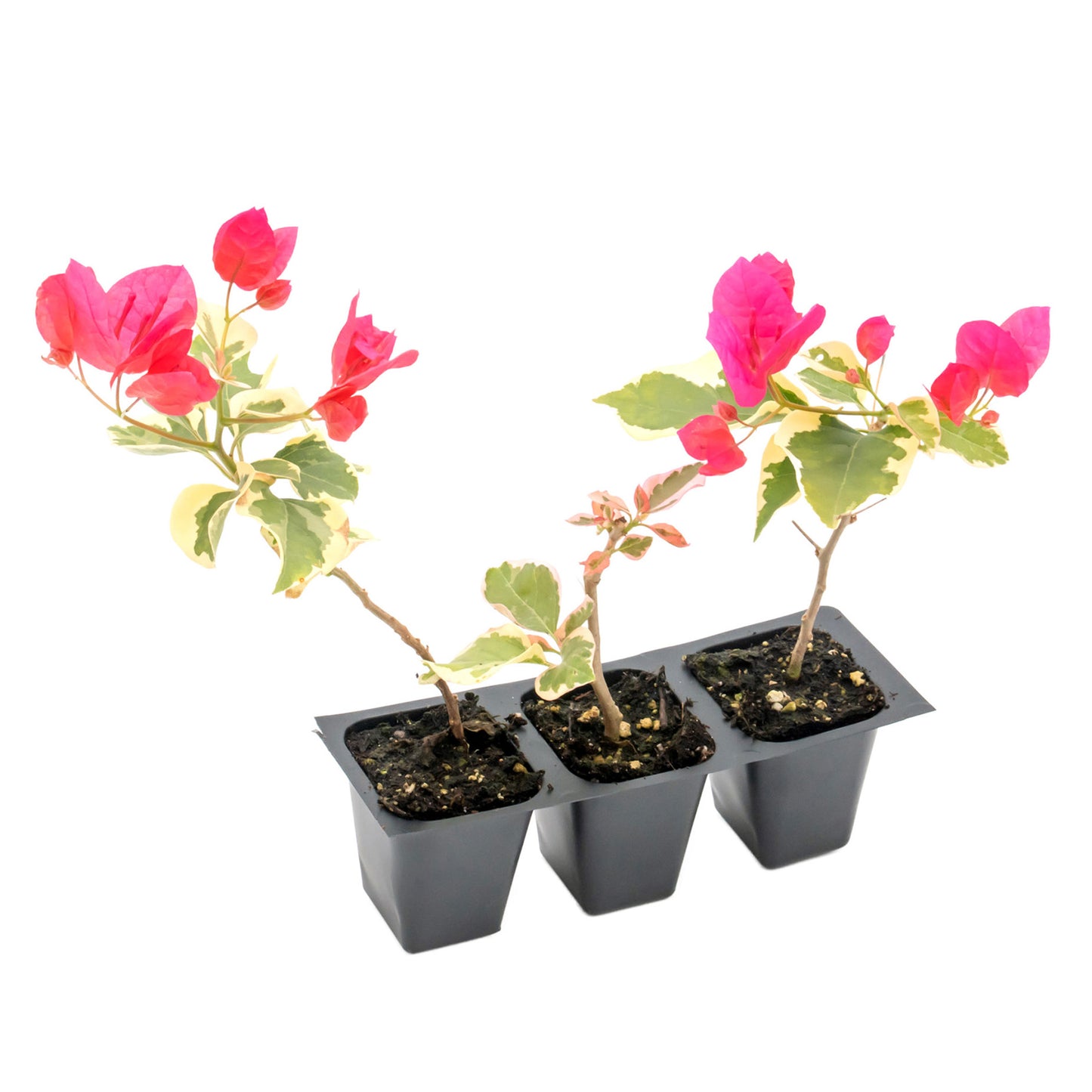 Raspberry Ice Bougainvillea | Live Plant in 2.5 Inch Nursery Cube | Bougainvillea × Buttiana