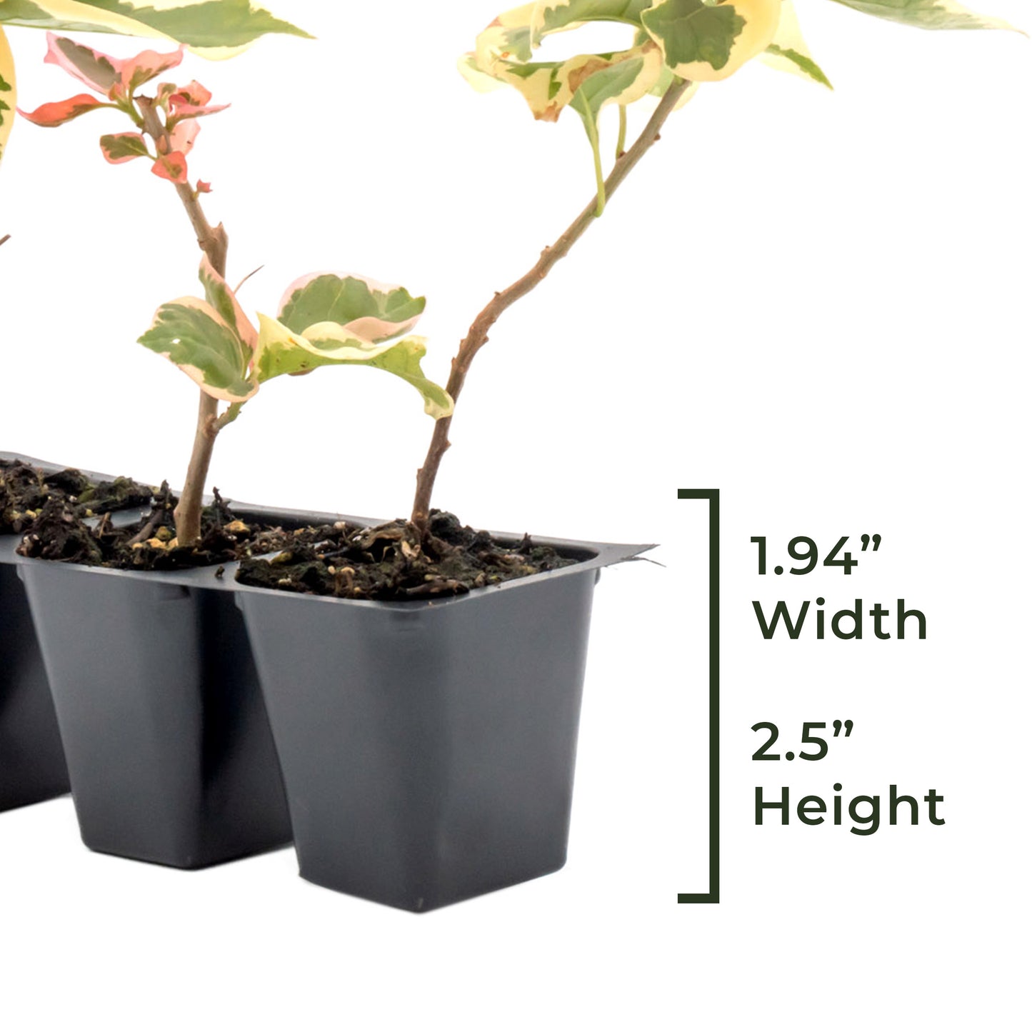 Raspberry Ice Bougainvillea | Live Plant in 2.5 Inch Nursery Cube | Bougainvillea × Buttiana