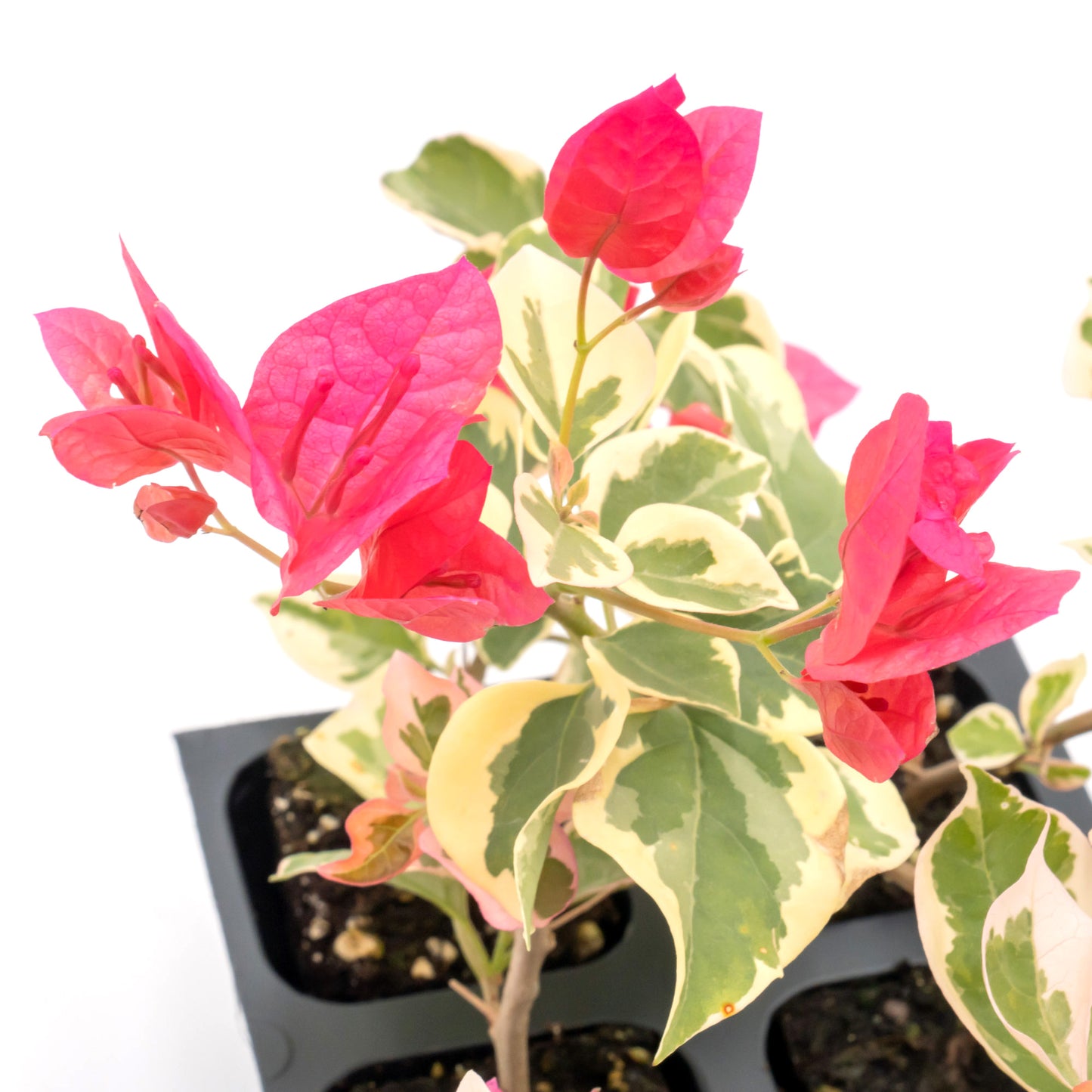 Raspberry Ice Bougainvillea | Live Plant in 2.5 Inch Nursery Cube | Bougainvillea × Buttiana