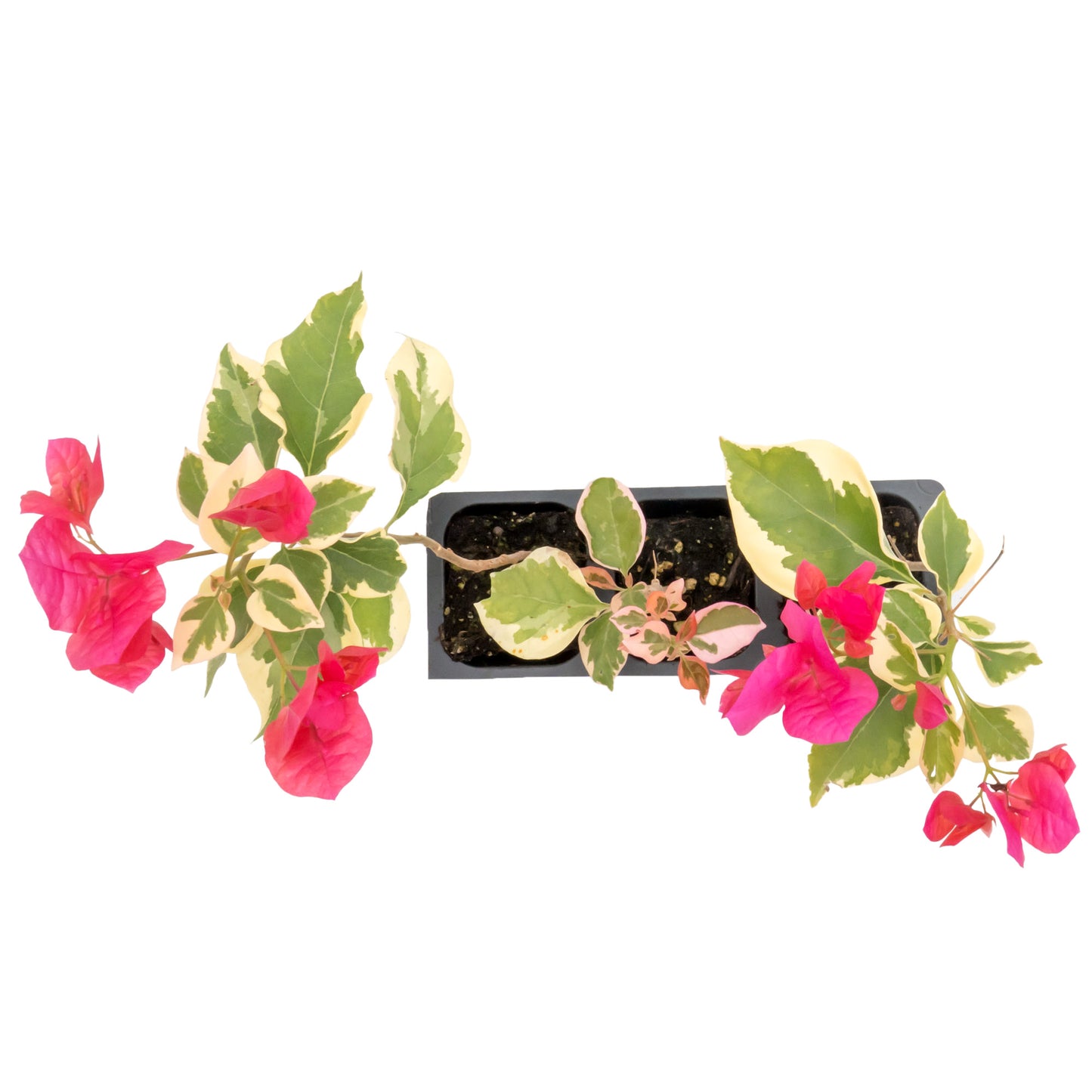 Raspberry Ice Bougainvillea | Live Plant in 2.5 Inch Nursery Cube | Bougainvillea × Buttiana