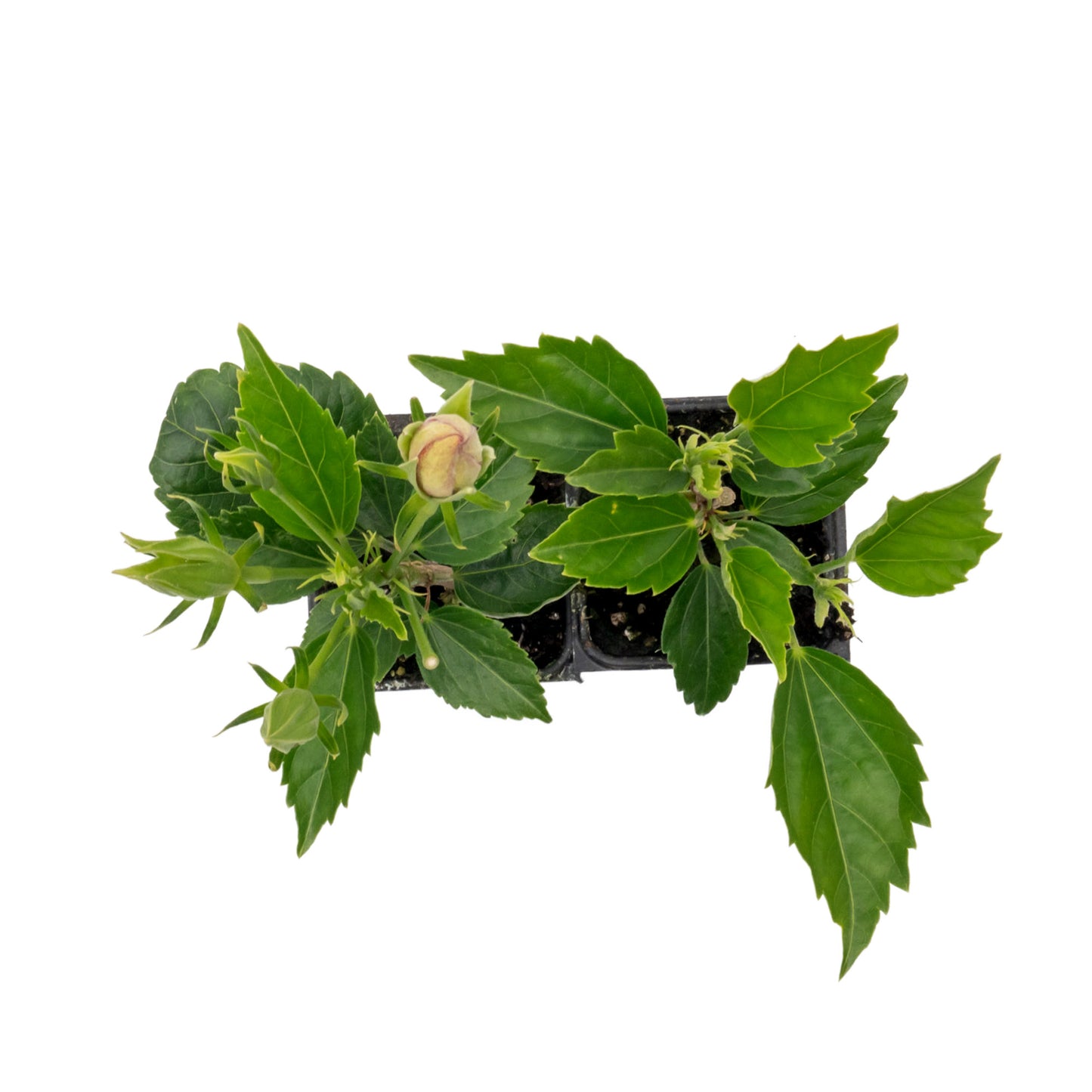 Red Dragon Hibiscus | Live Plant in 2.5 Inch Nursery Cube | Hibiscus rosa-sinensis 'Mongon'