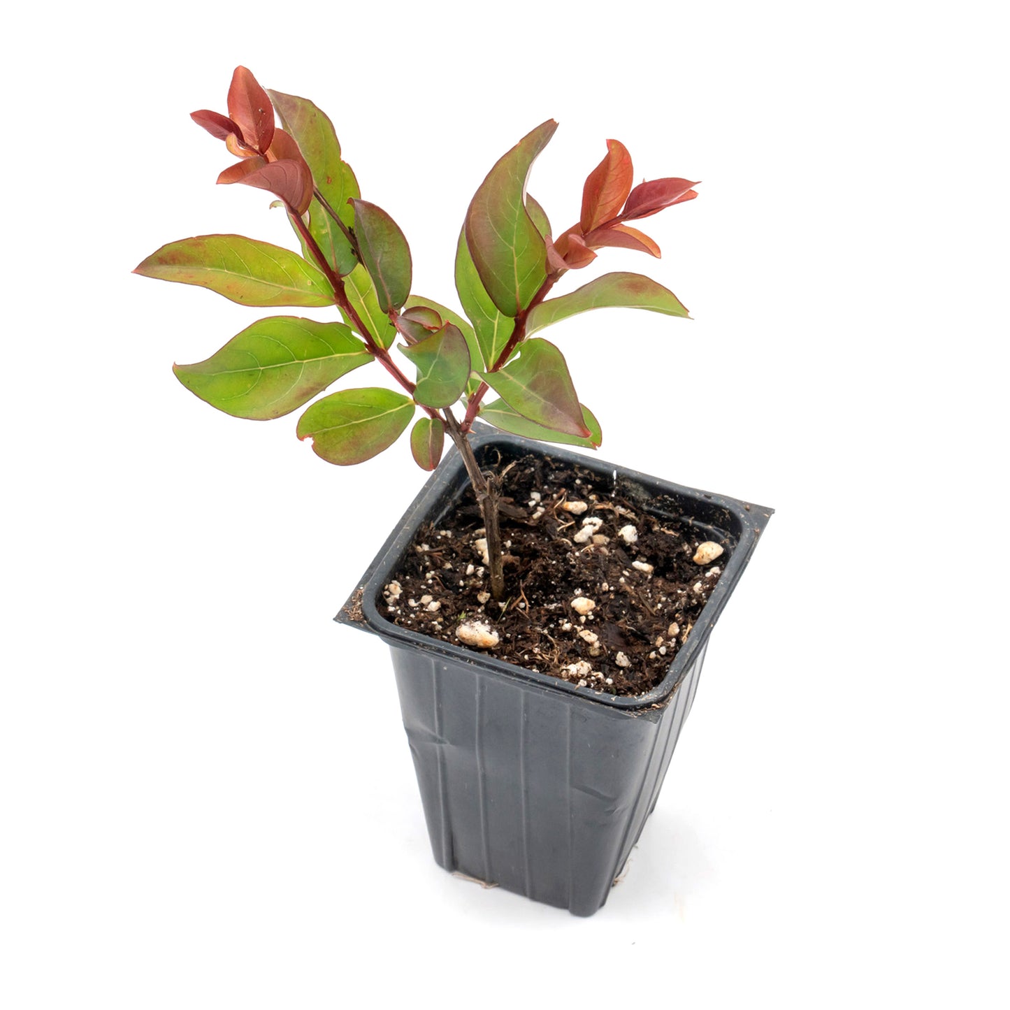 Red Rocket Crepe Myrtle Tree | Live Sapling in 2.5 Inch Nursery Cube | Lagerstroemia Indica