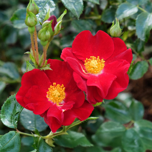 "Flower Carpet Red" Rose | Live Plant in 2.5 Inch Nursery Cube | Rosa x ‘Noare’