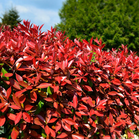 Red Tip Photinia | Live Plant in 3.5 Inch Nursery Cube | Photinia x Fraseri