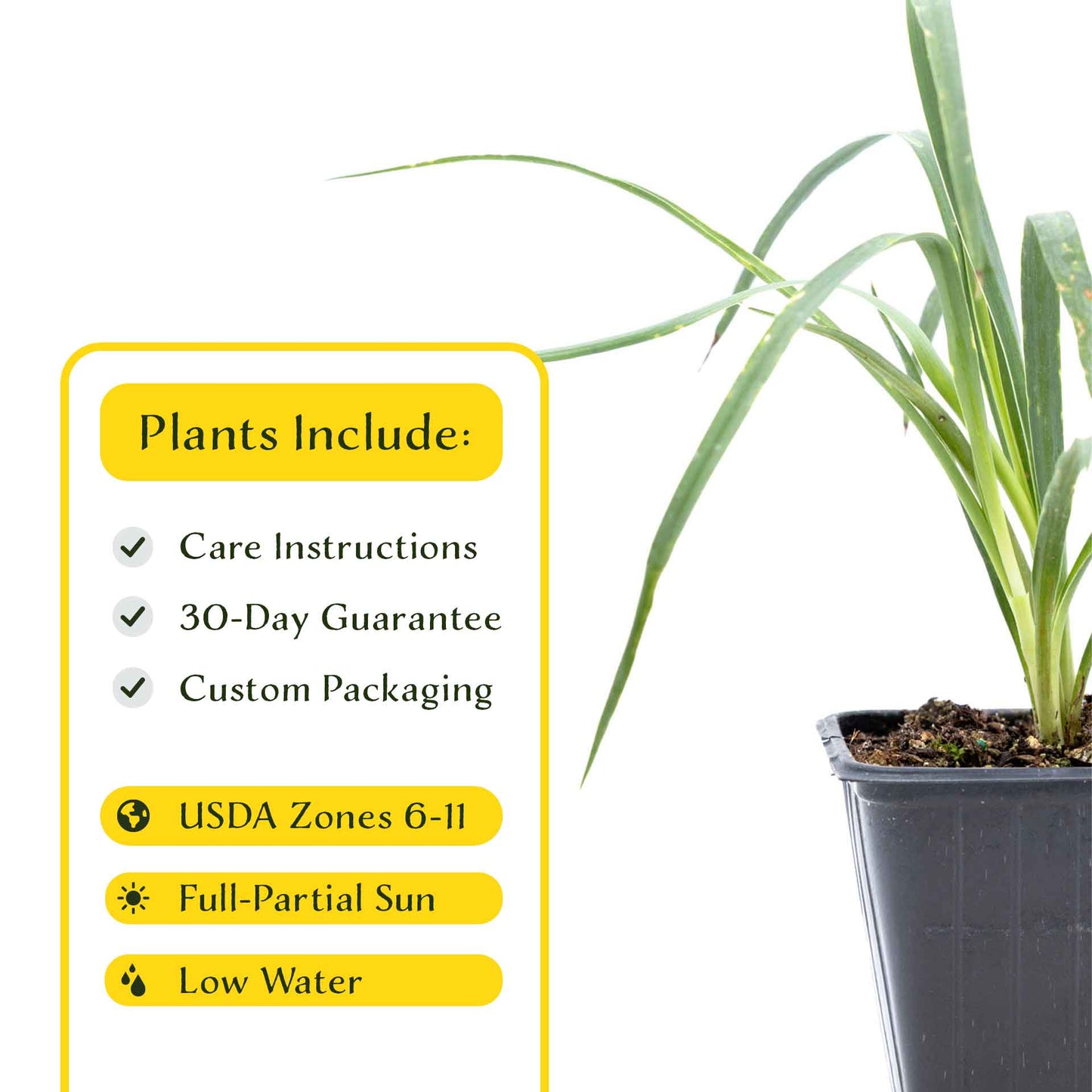 2 Soaptree Yucca Succulents, Live Plants in 3.5" Cubes (Yucca elata) Flowering Evergreen with Bold Sword-like Foliage for Xeriscaping