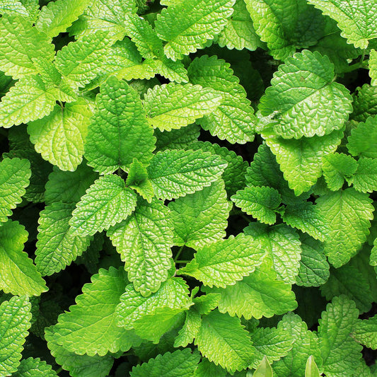 Spearmint (Mentha spicata)