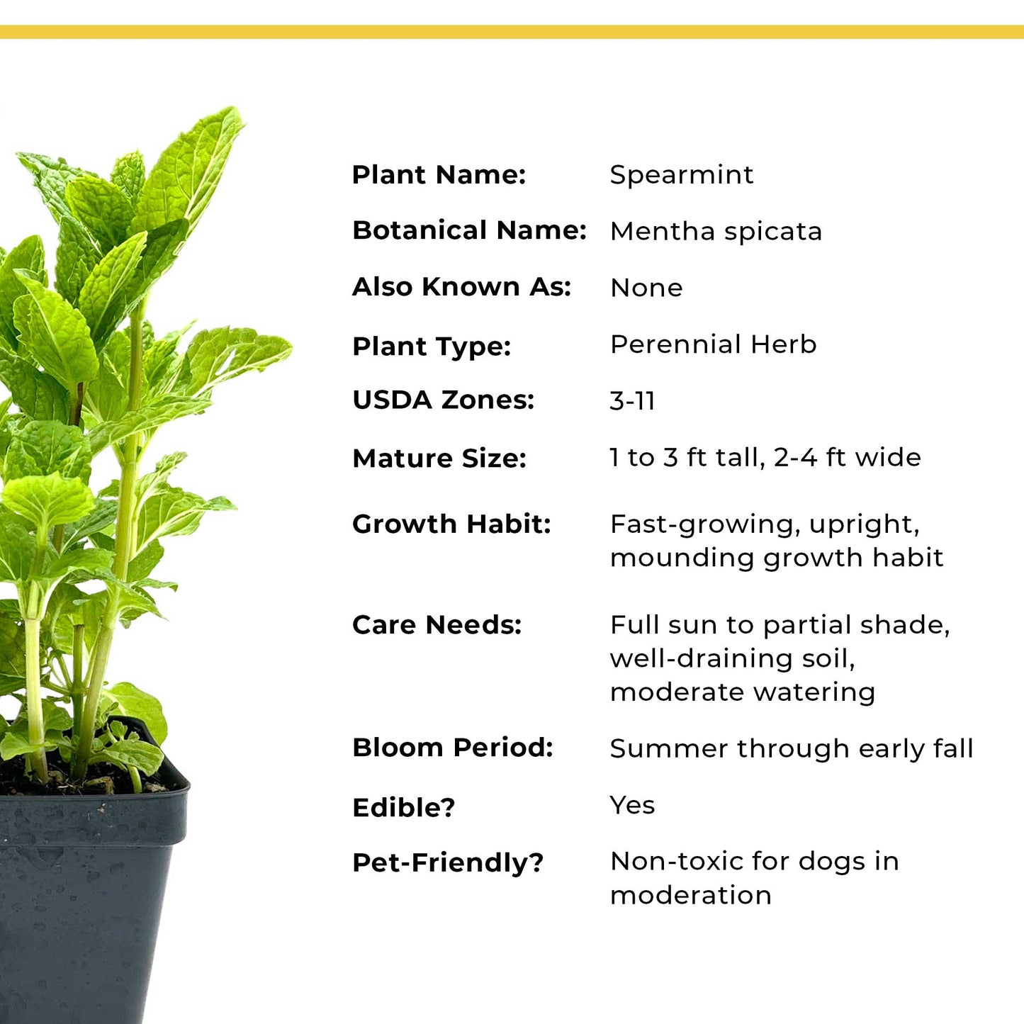 Spearmint (Mentha spicata)