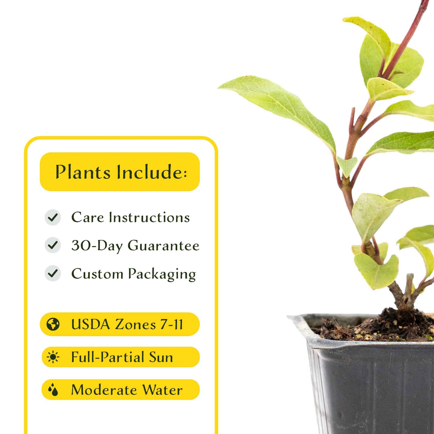 2 Spring Bouquet Viburnum Plants in 3.5" Cubes | Evergreen Shrub with Fragrant Flowers for Hedges & Pots (Viburnum tinus 'Spring Bouquet')