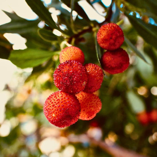 Strawberry Tree | Live Sapling in 2.5 Inch Nursery Cube | Arbutus Unedo