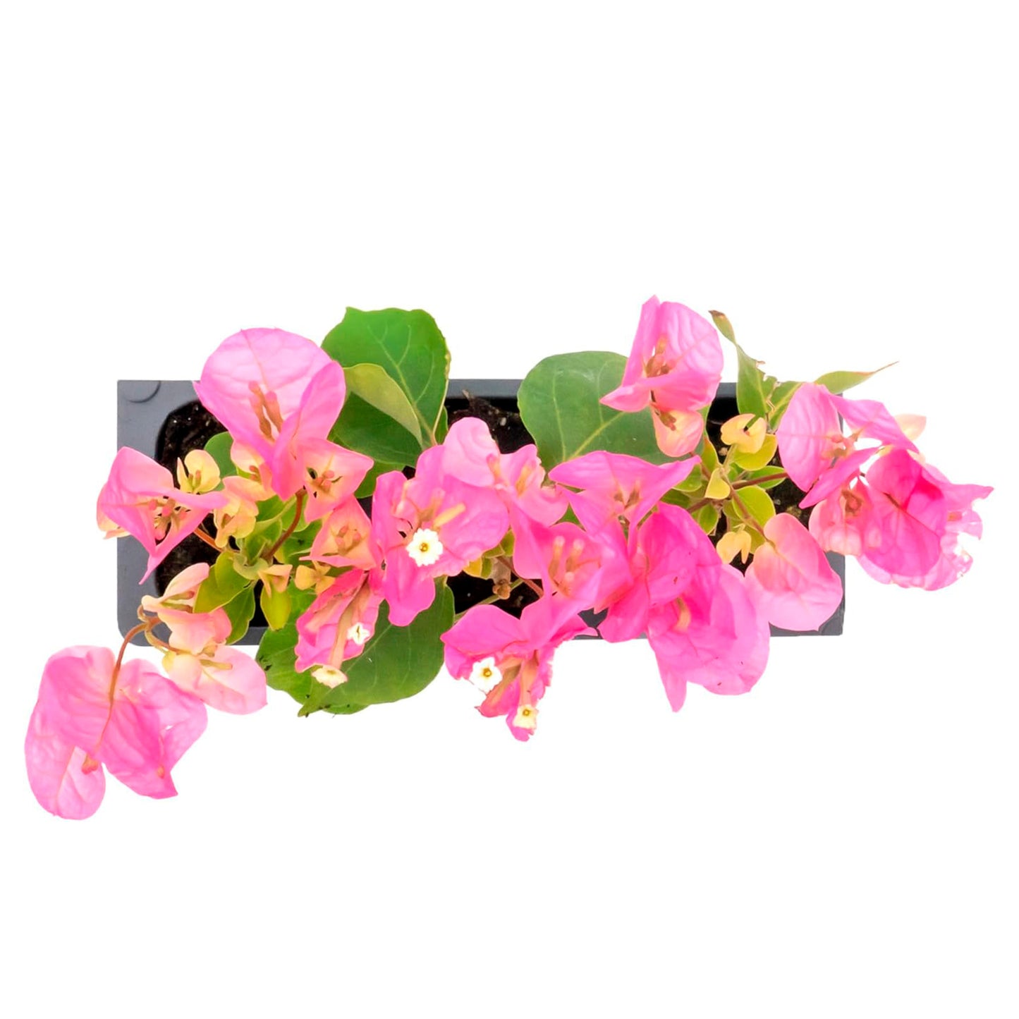 Texas Sunrise Bougainvillea | Live Plant in 2.5 Inch Nursery Cube | Bougainvillea 'Texas Sunrise'
