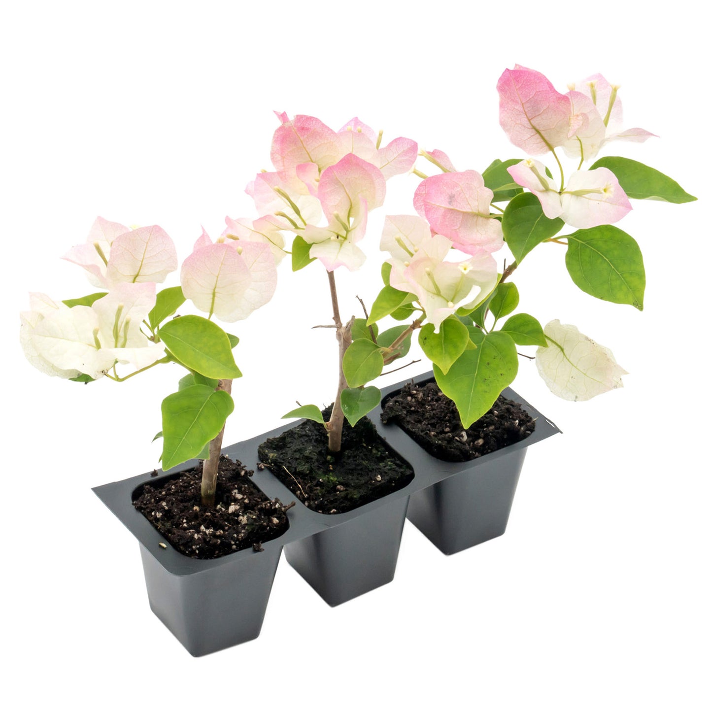 Imperial Thai Bougainvillea | Live Plant in 2.5 Inch Nursery Cube | Bougainvillea 'Imperial Thai Delight'