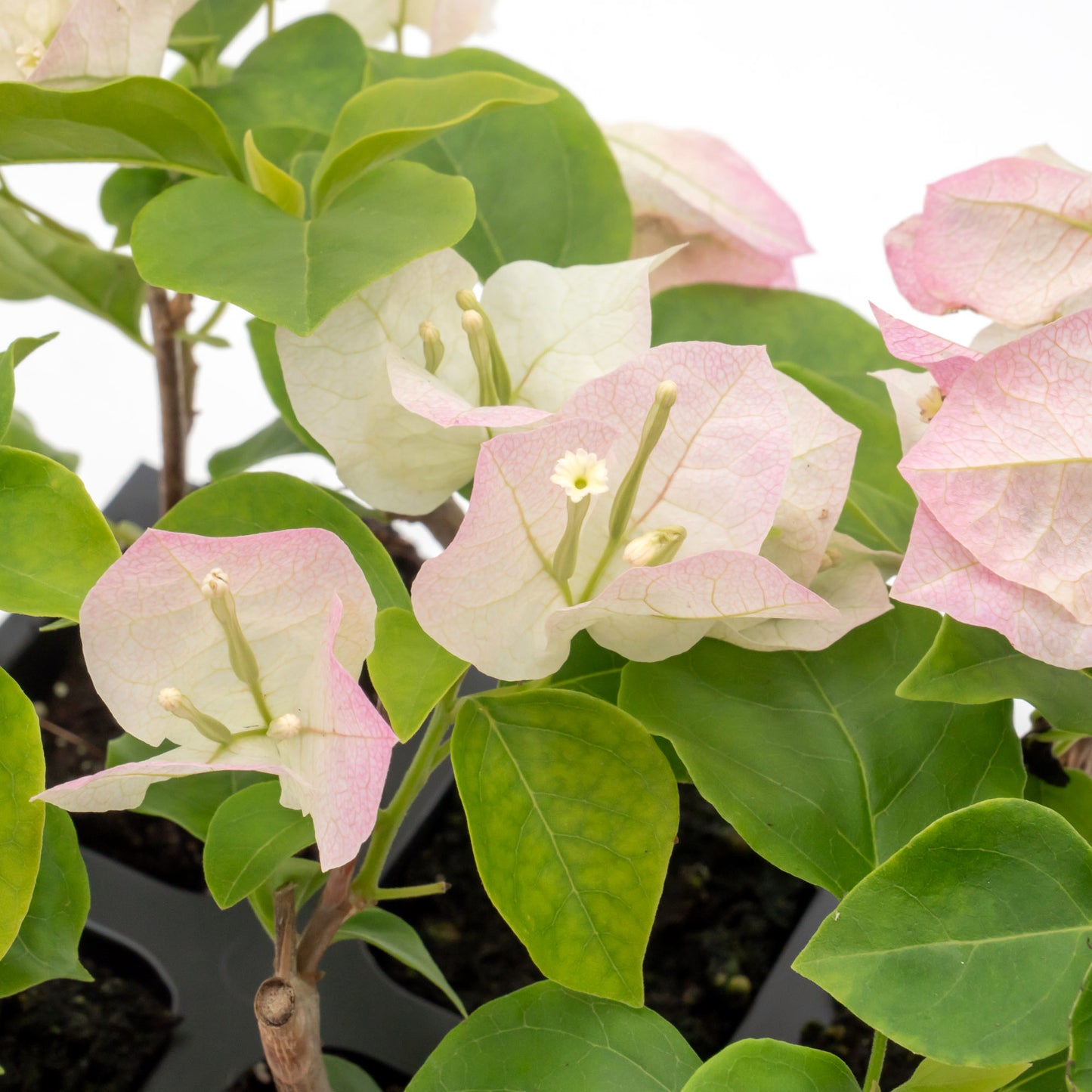 Imperial Thai Bougainvillea | Live Plant in 2.5 Inch Nursery Cube | Bougainvillea 'Imperial Thai Delight'