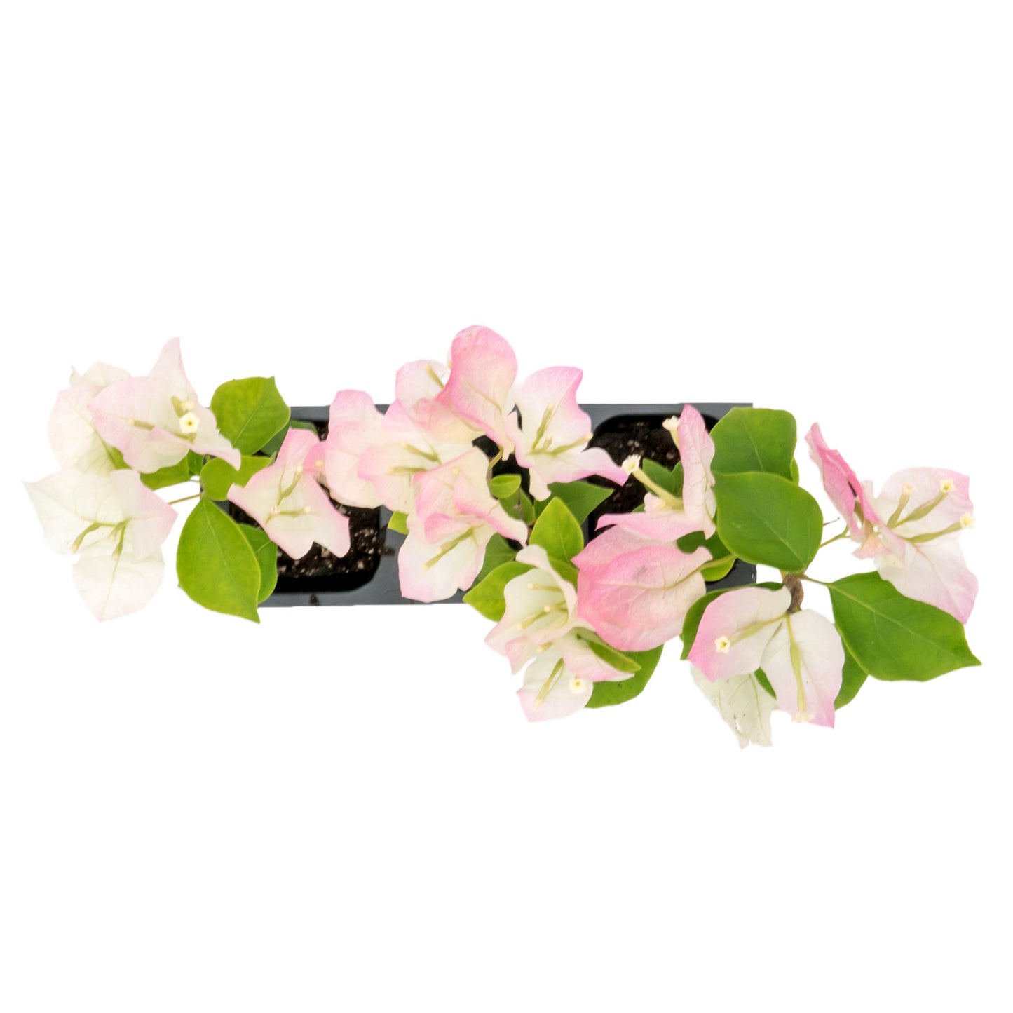 Imperial Thai Bougainvillea | Live Plant in 2.5 Inch Nursery Cube | Bougainvillea 'Imperial Thai Delight'