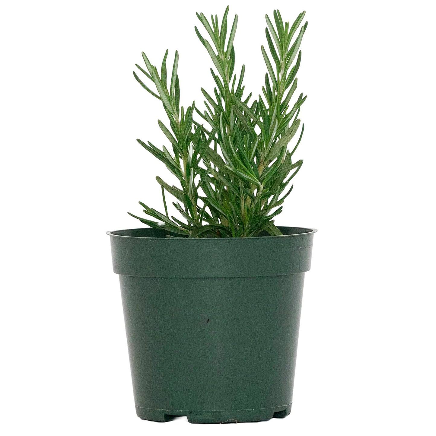 Tuscan Blue Rosemary | Live Herb in 4 Inch Nursery Pot | Rosmarinus officinalis