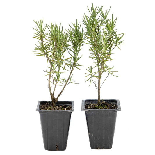 2 Tuscan Blue Rosemary Plants in Cubes, Aromatic Evergreen Culinary Herb with Upright Growth for Cooking, Gardens & Pots (Salvia rosmarinus))