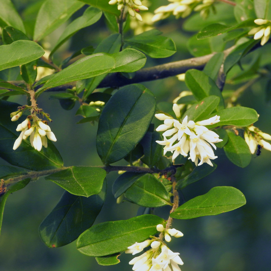 Waxleaf Privet | Live Plant in 2.5 Inch Nursery Cube | Ligustrum Japonicum 'Texanum'