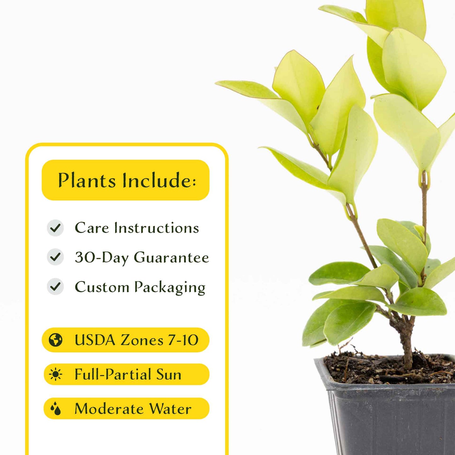 2 Waxleaf Privet Plants in 3.5” Cubes | Evergreen Shrub for Dense Privacy Screen, Hedges, Pots & Landscaping (Ligustrum japonicum ‘Texanum’)