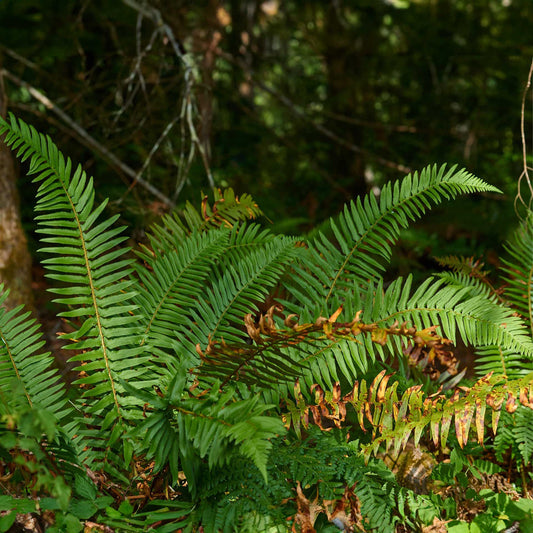 Western Sword Fern in 3.5” Cubes (Polystichum munitum ‘Western Sword’)