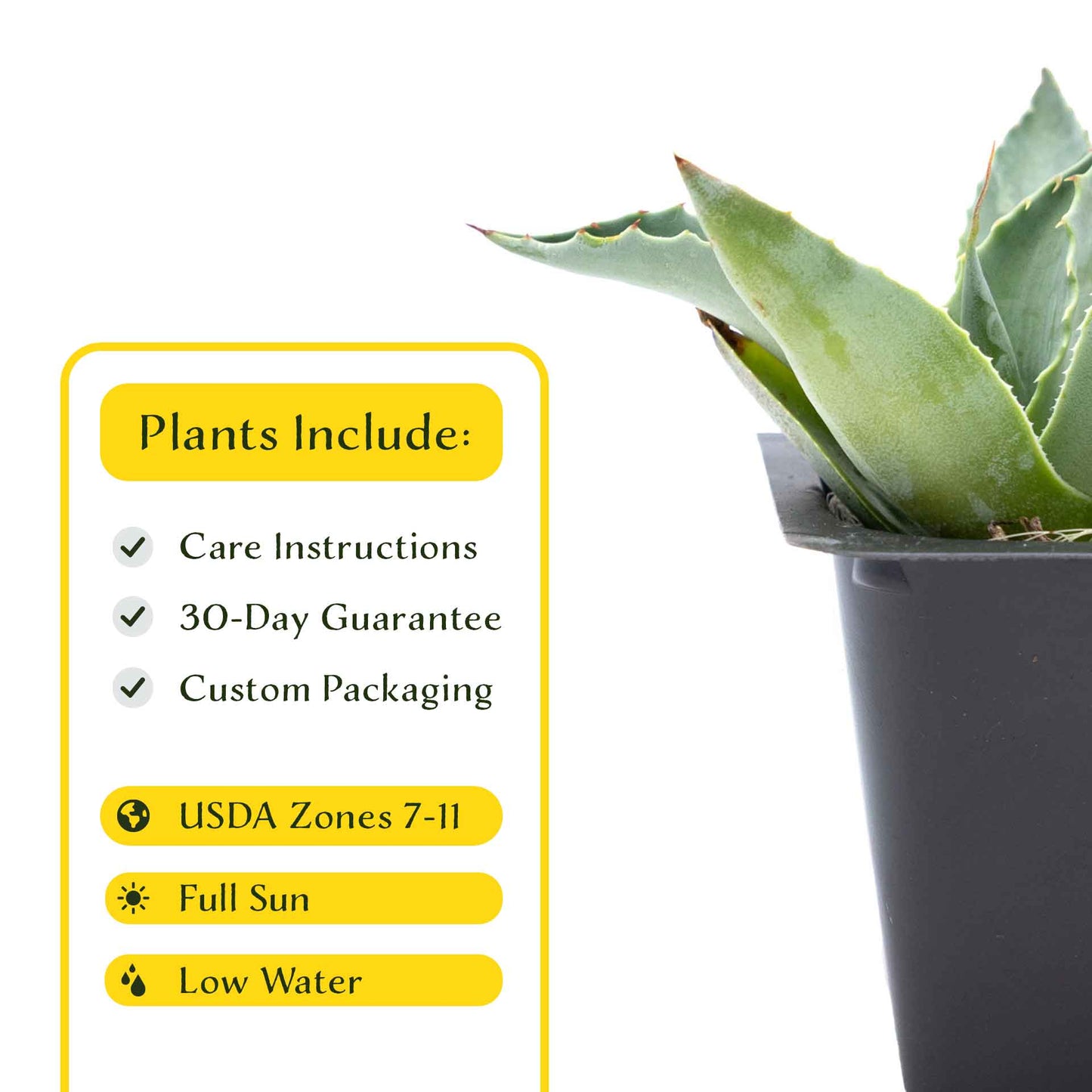 2 Whale's Tongue Agave Succulent Plants in Nursery Cubes (Agave ovatifolia) Evergreen Agave with Blue Paddle-Like Leaves for Xeriscaping